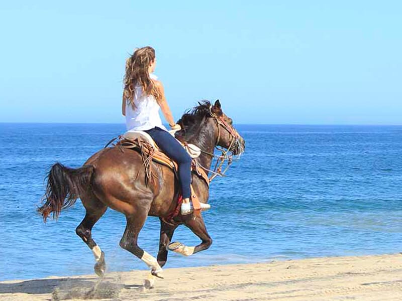 Beach Horseback Riding In Cabo San Lucas