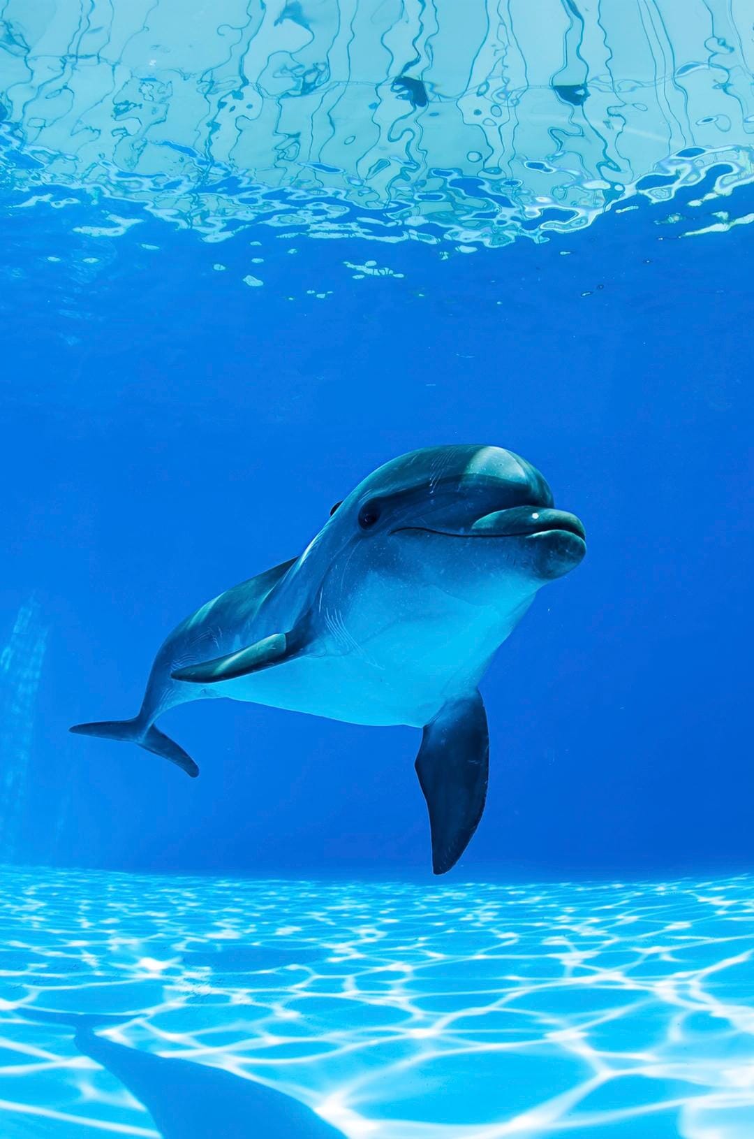 Cabo Dolphin Experience 02