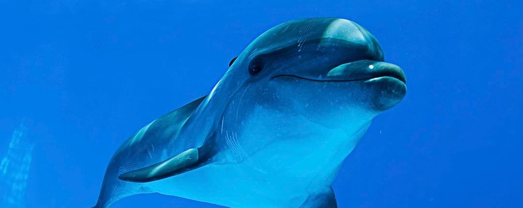 Cabo Dolphin Experience 02 Cabo Dolphin Experience 02