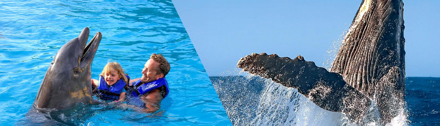 Dolphin Swim Whale Watching 01 Dolphin Swim Whale Watching 01