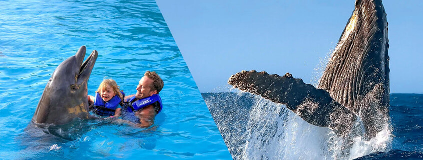 Dolphin Swim Whale Watching 01 Dolphin Swim Whale Watching 01