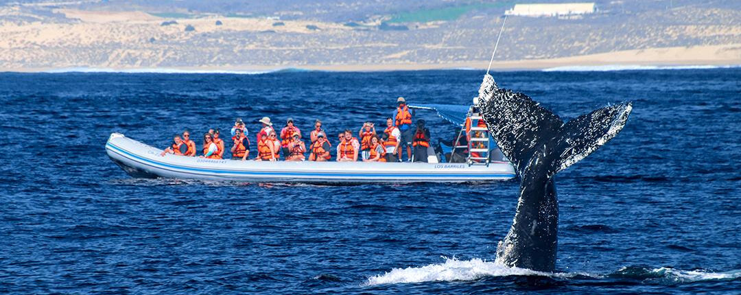 Dolphin Swim Whale Watching 02 Dolphin Swim Whale Watching 02