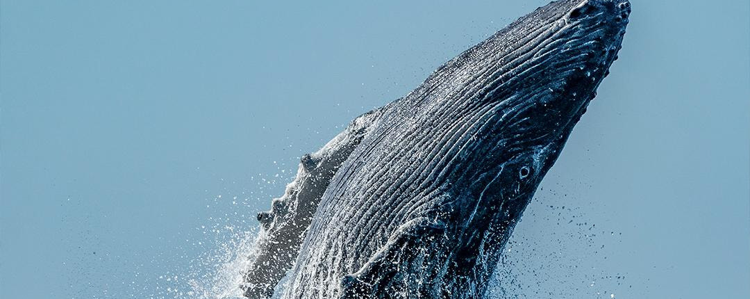 Dolphin Swim Whale Watching 06 Dolphin Swim Whale Watching 06