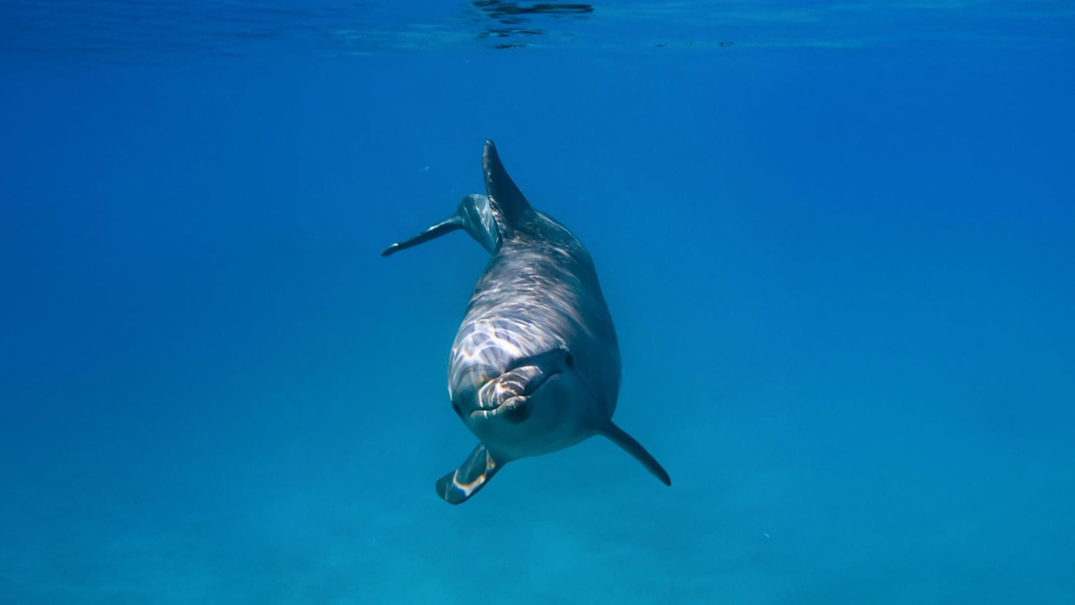 Dolphin Swim Whale Watching 07