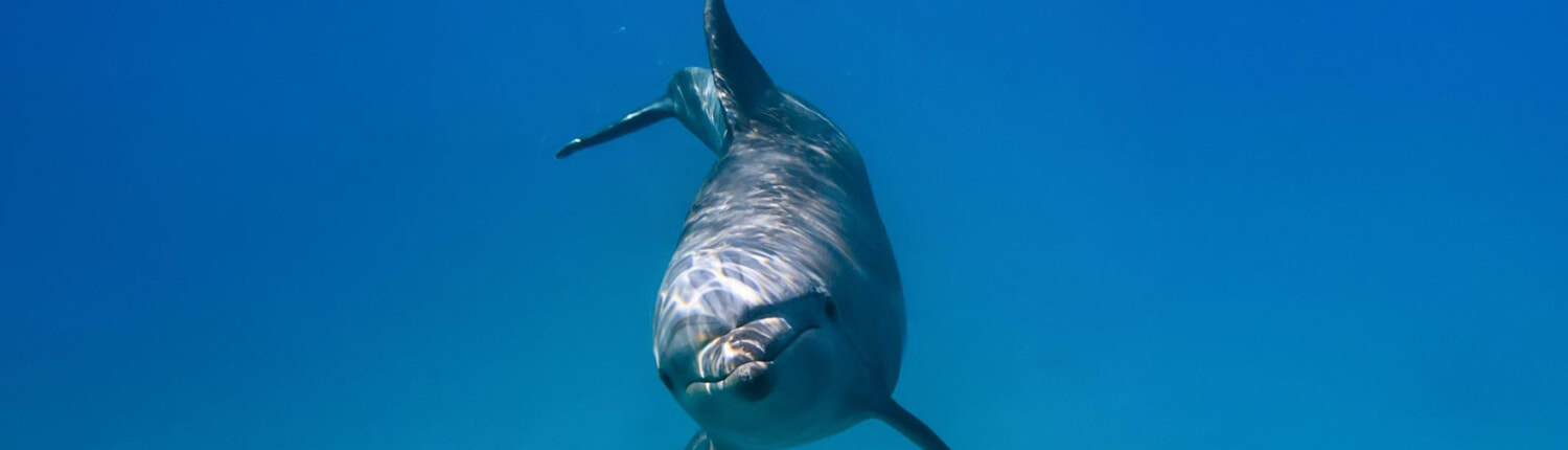 Dolphin Swim Whale Watching 07 Dolphin Swim Whale Watching 07