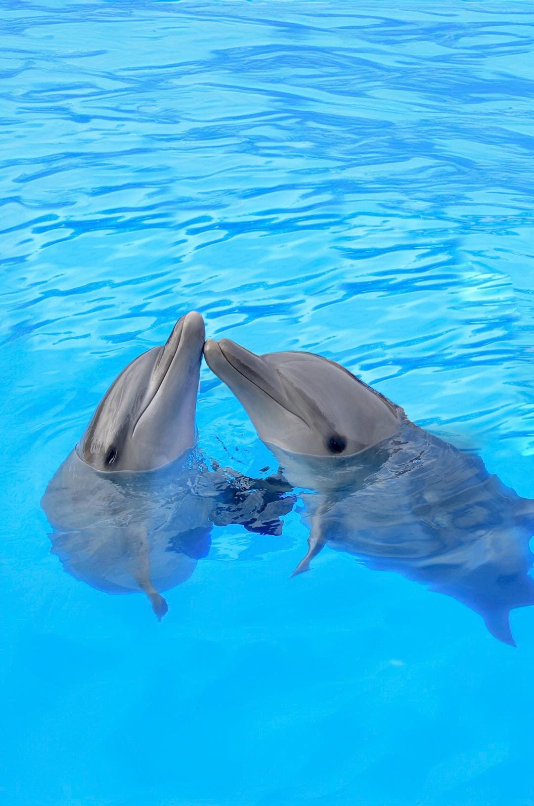 Family Cabo Dolphin Encounter 02