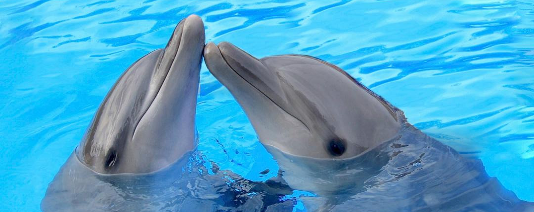 Family Cabo Dolphin Encounter 02 Family Cabo Dolphin Encounter 02