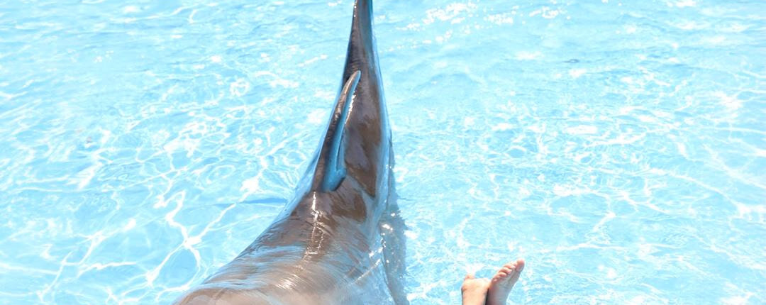 Family Cabo Dolphin Encounter 04 Family Cabo Dolphin Encounter 04