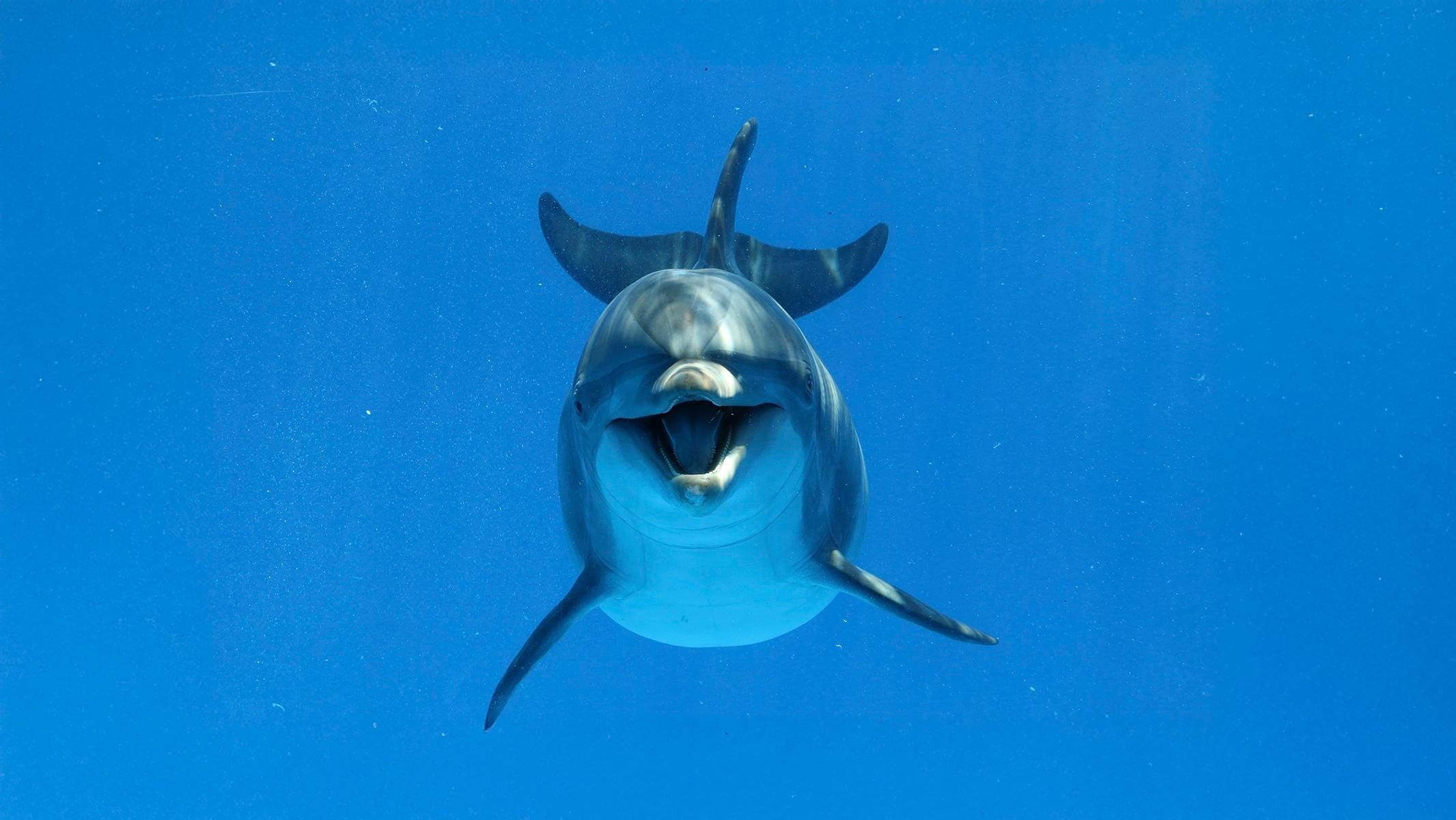 Family Cabo Dolphin Encounter 05