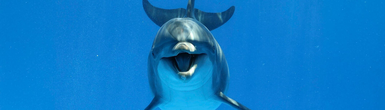 Family Cabo Dolphin Encounter 05 Family Cabo Dolphin Encounter 05