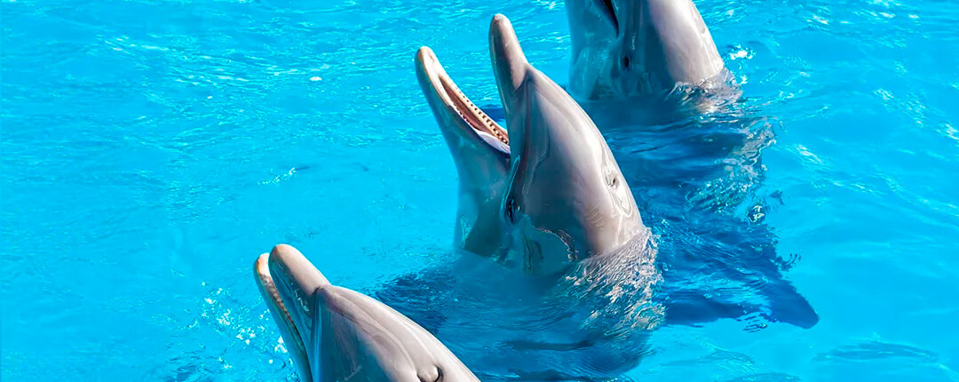 Premium Cabo Swim with Dolphins 02 Premium Cabo Swim with Dolphins 02