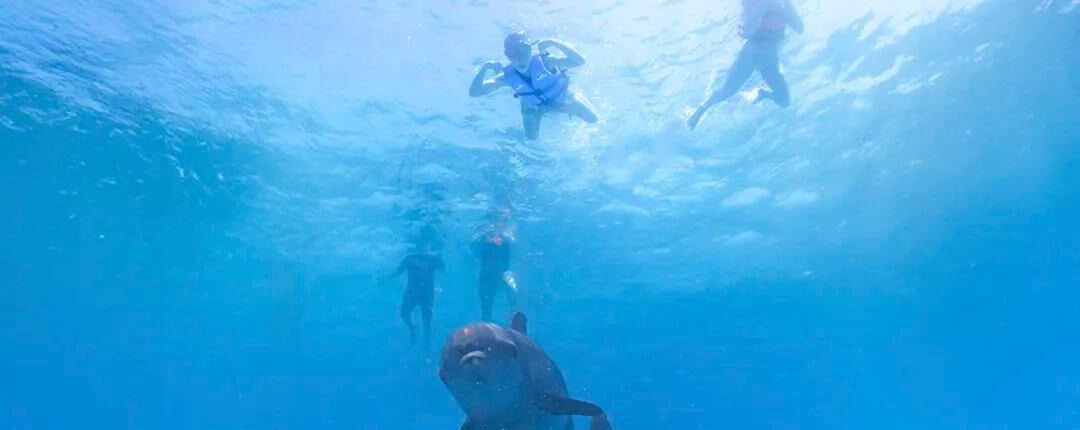 Premium Cabo Swim with Dolphins 06 Premium Cabo Swim with Dolphins 06