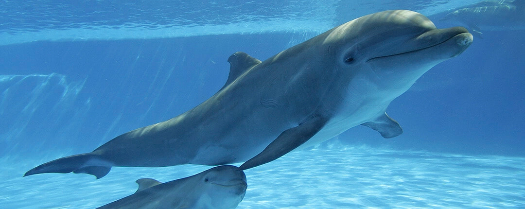 Signature Cabo Dolphin Swim 02 Signature Cabo Dolphin Swim 02