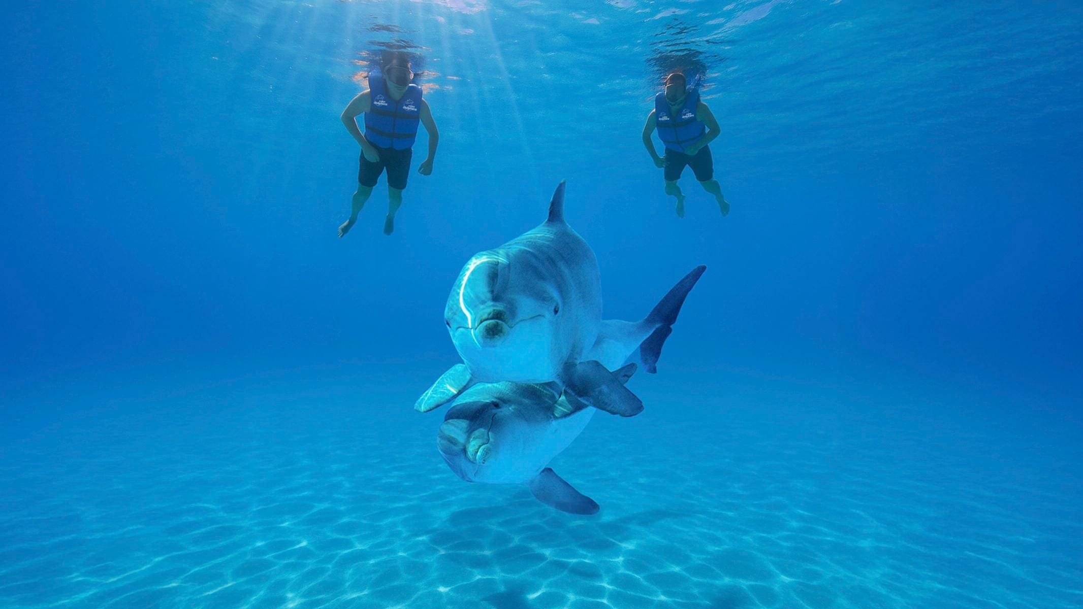 Signature Cabo Dolphin Swim 05