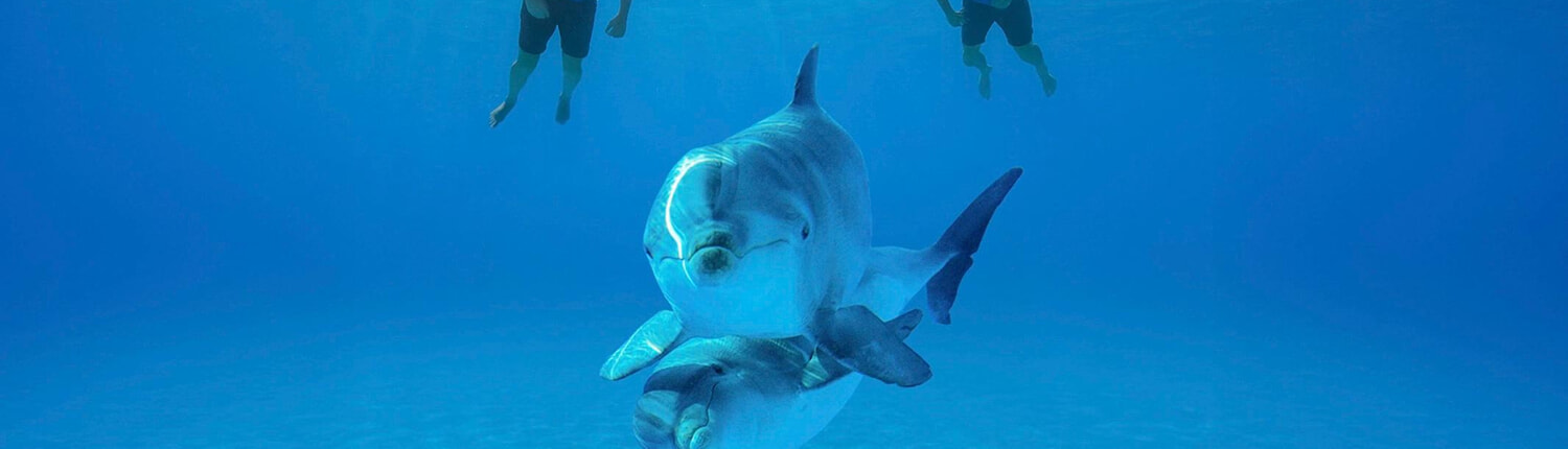 Signature Cabo Dolphin Swim 05 Signature Cabo Dolphin Swim 05