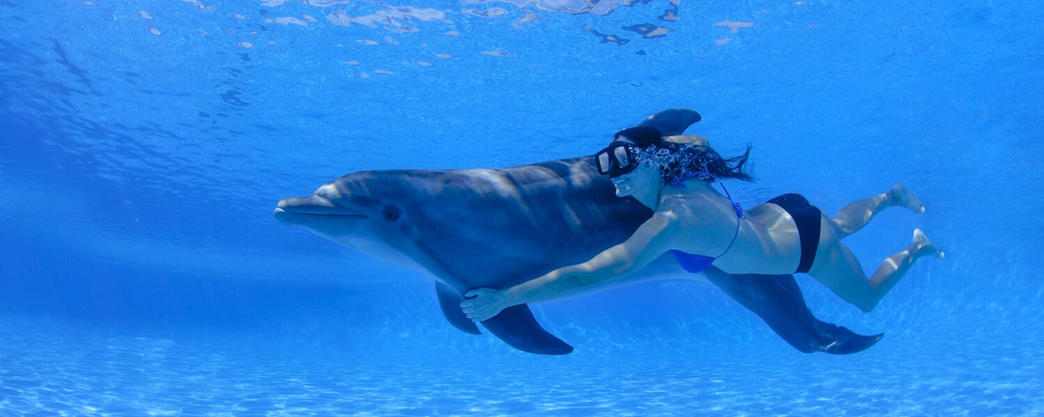swimming with dolphins 03