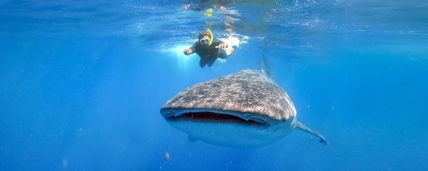 whale shark encounter cabo adventures 02