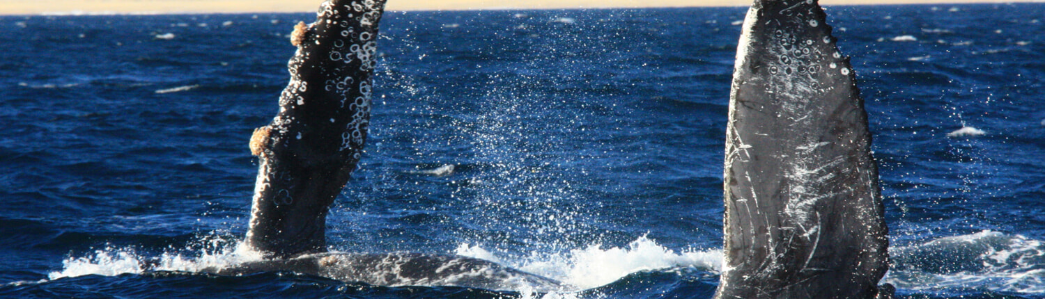 La Gringa Whales